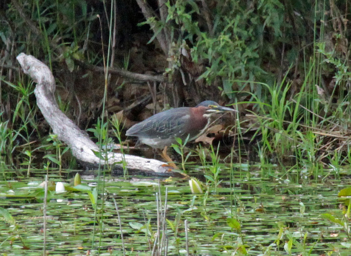 Green Heron - ML647044202