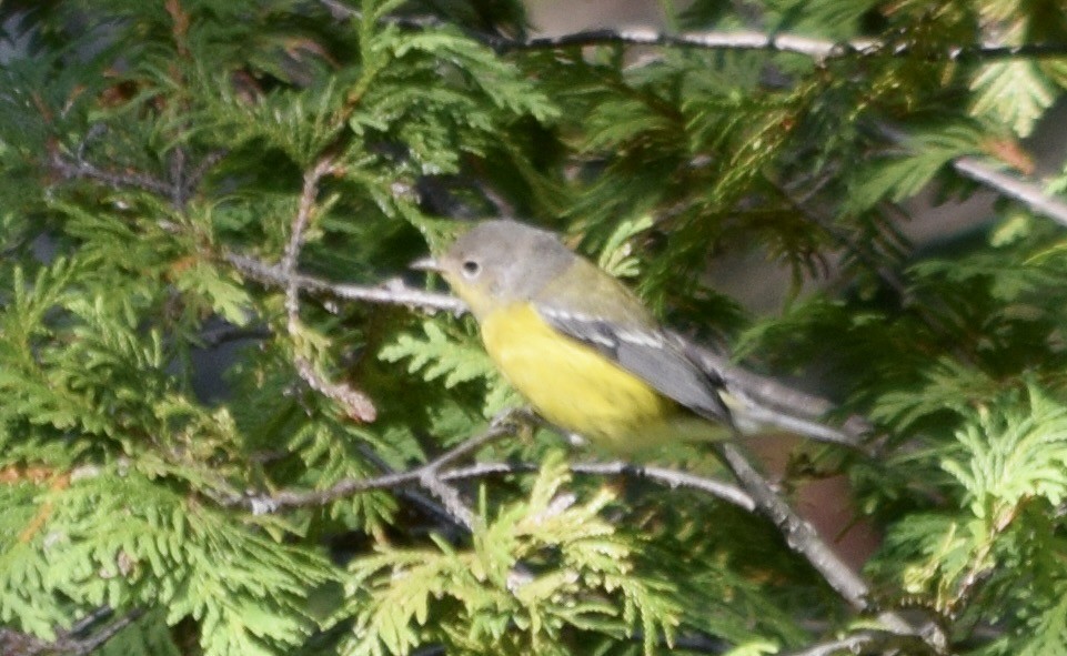Magnolia Warbler - ML647044206