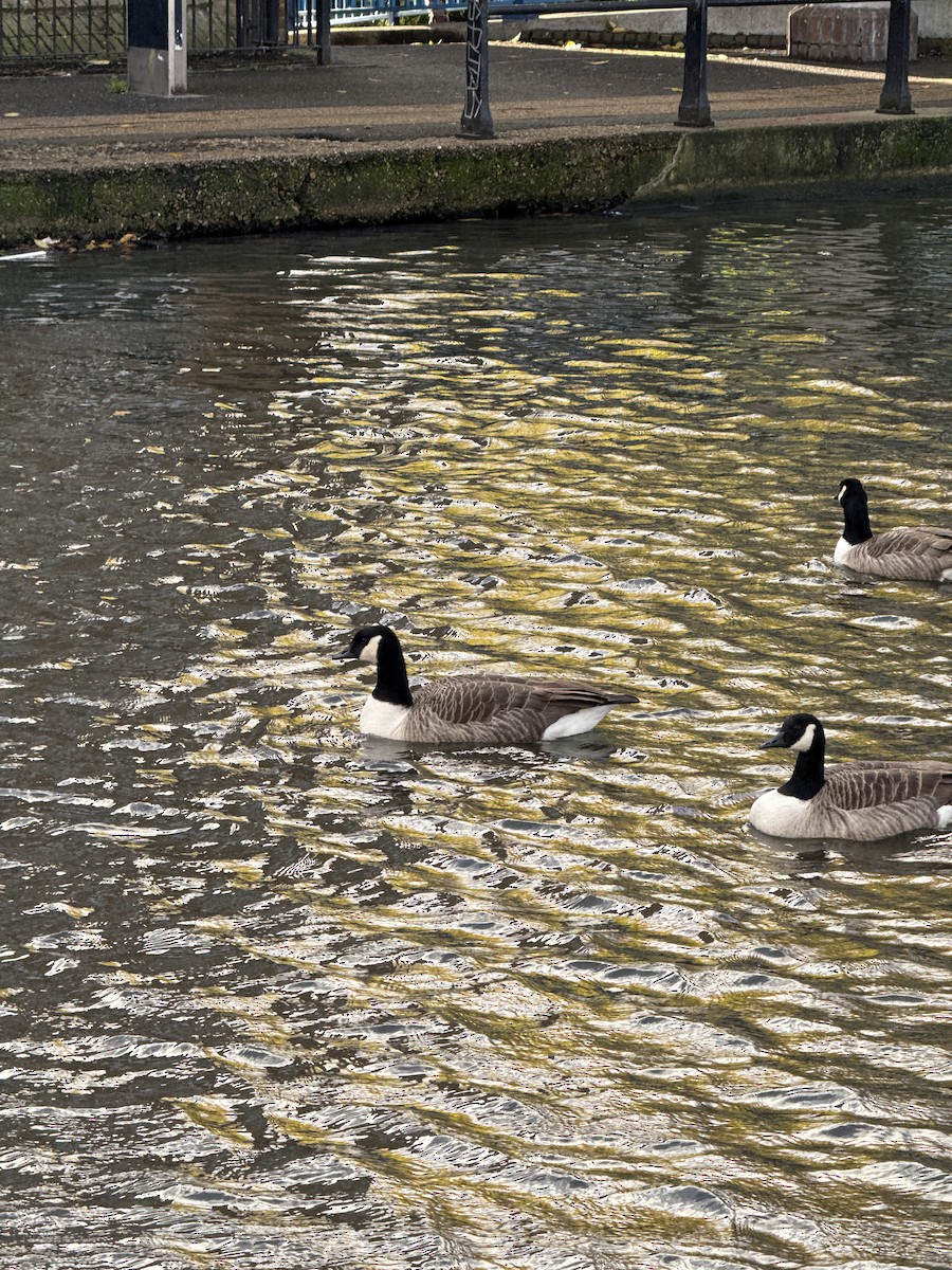 Canada Goose - ML647044209