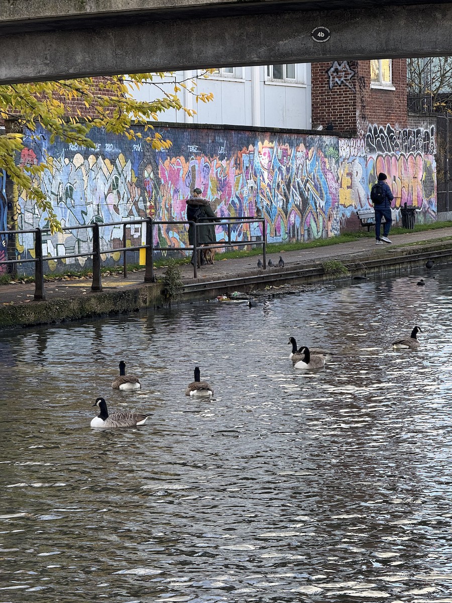 Canada Goose - ML647044210