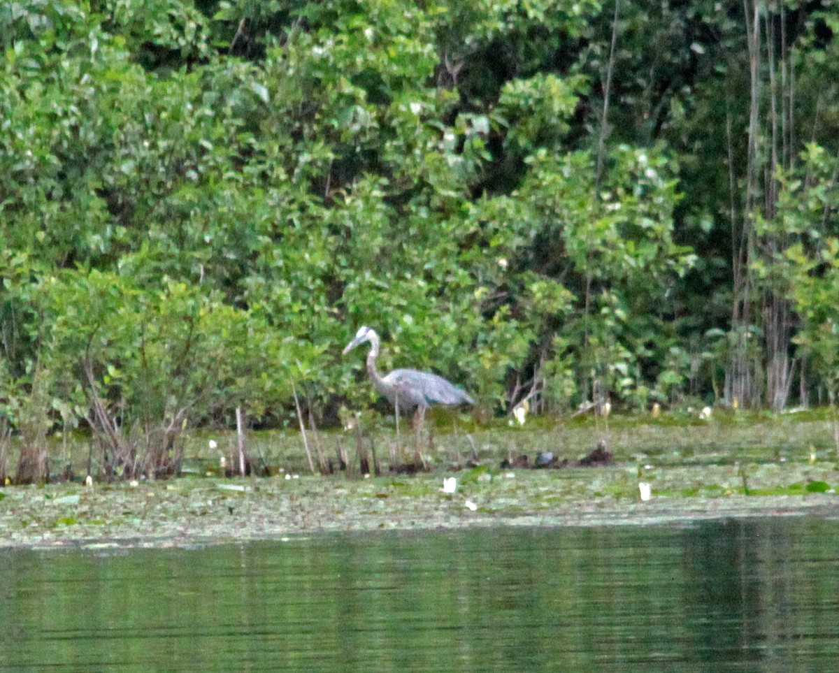 Great Blue Heron - ML647044215