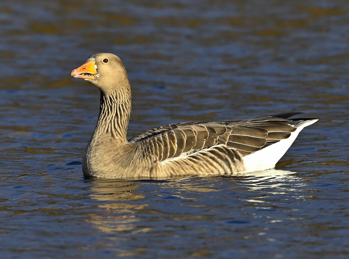 Graylag Goose - ML647044222