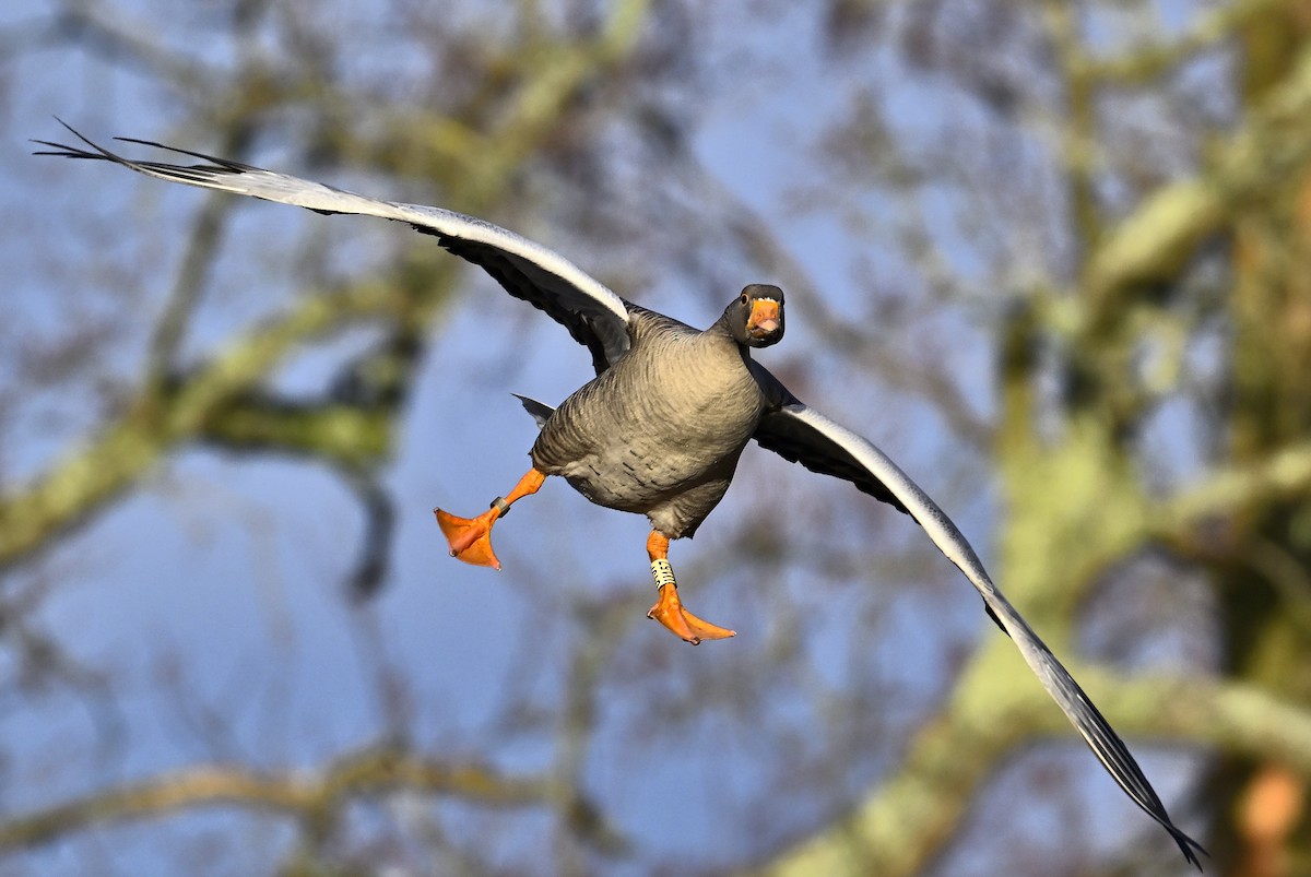 Graylag Goose - ML647044223