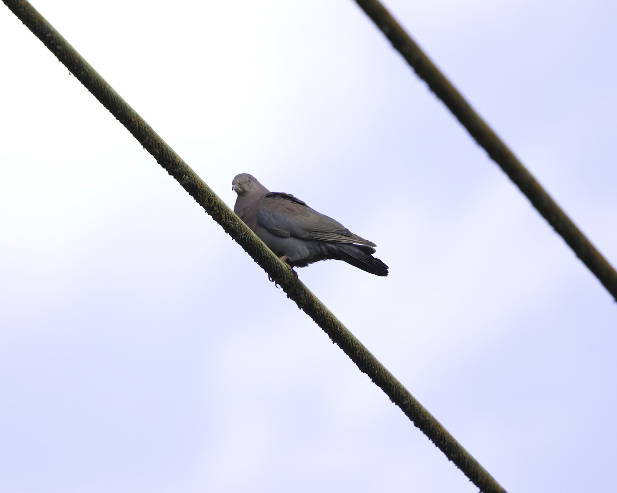 holub středoamerický - ML647044224