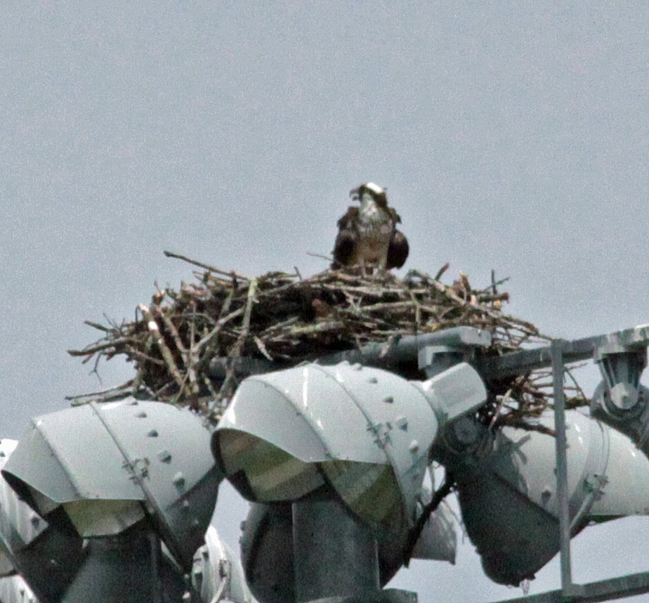 Osprey - ML647044225