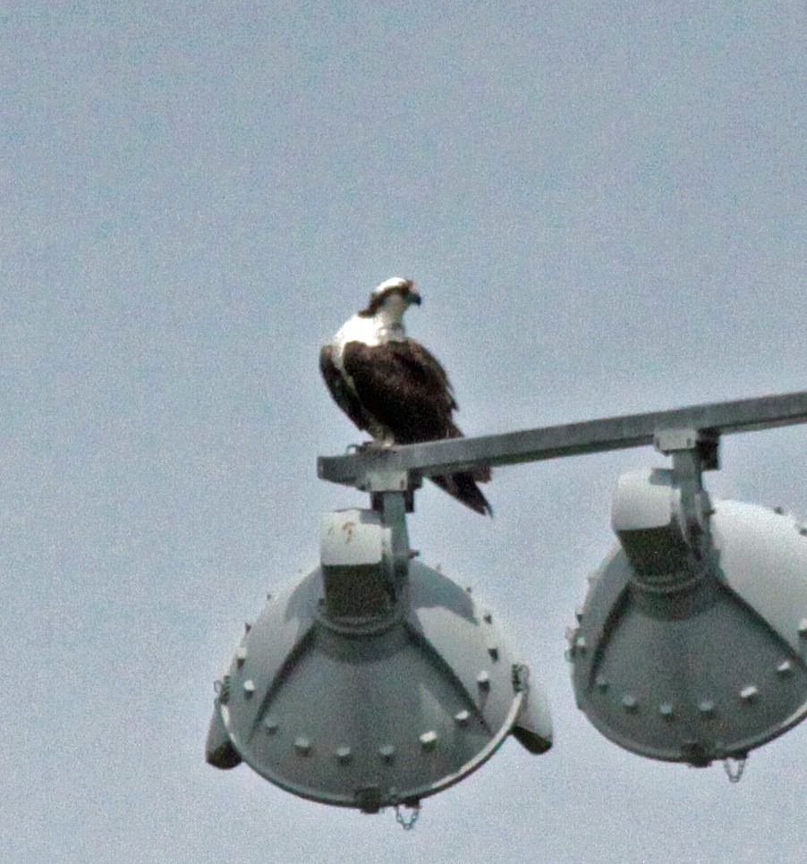 Osprey - ML647044227