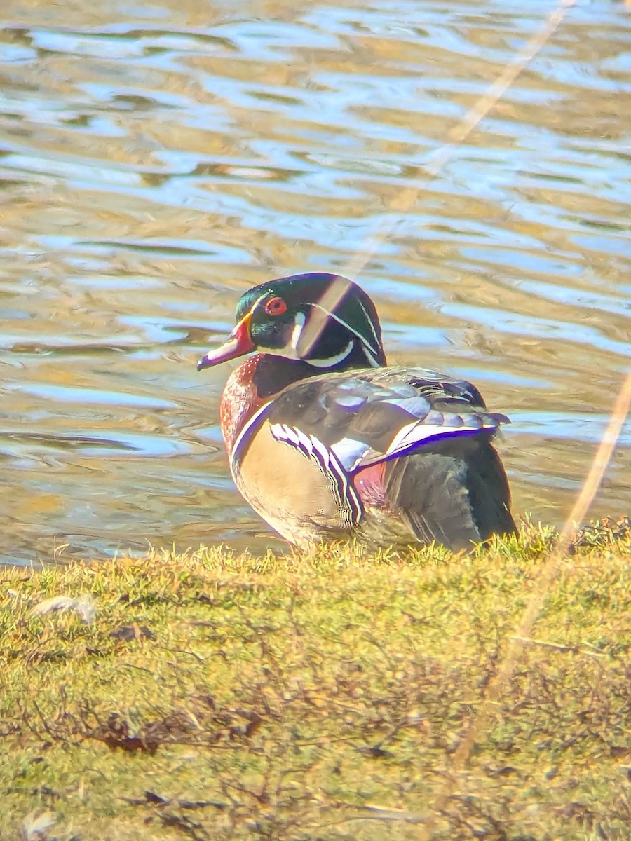 Wood Duck - ML647044228