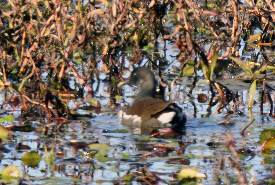 Американская камышница - ML647044230