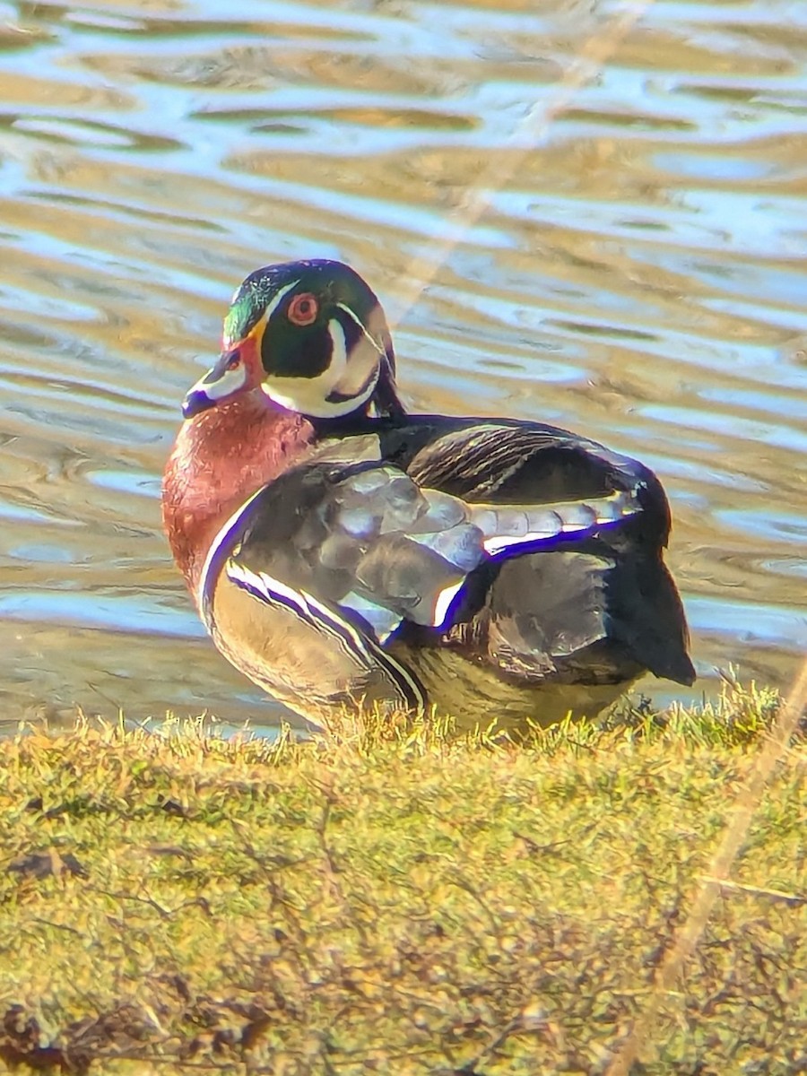 Wood Duck - ML647044231