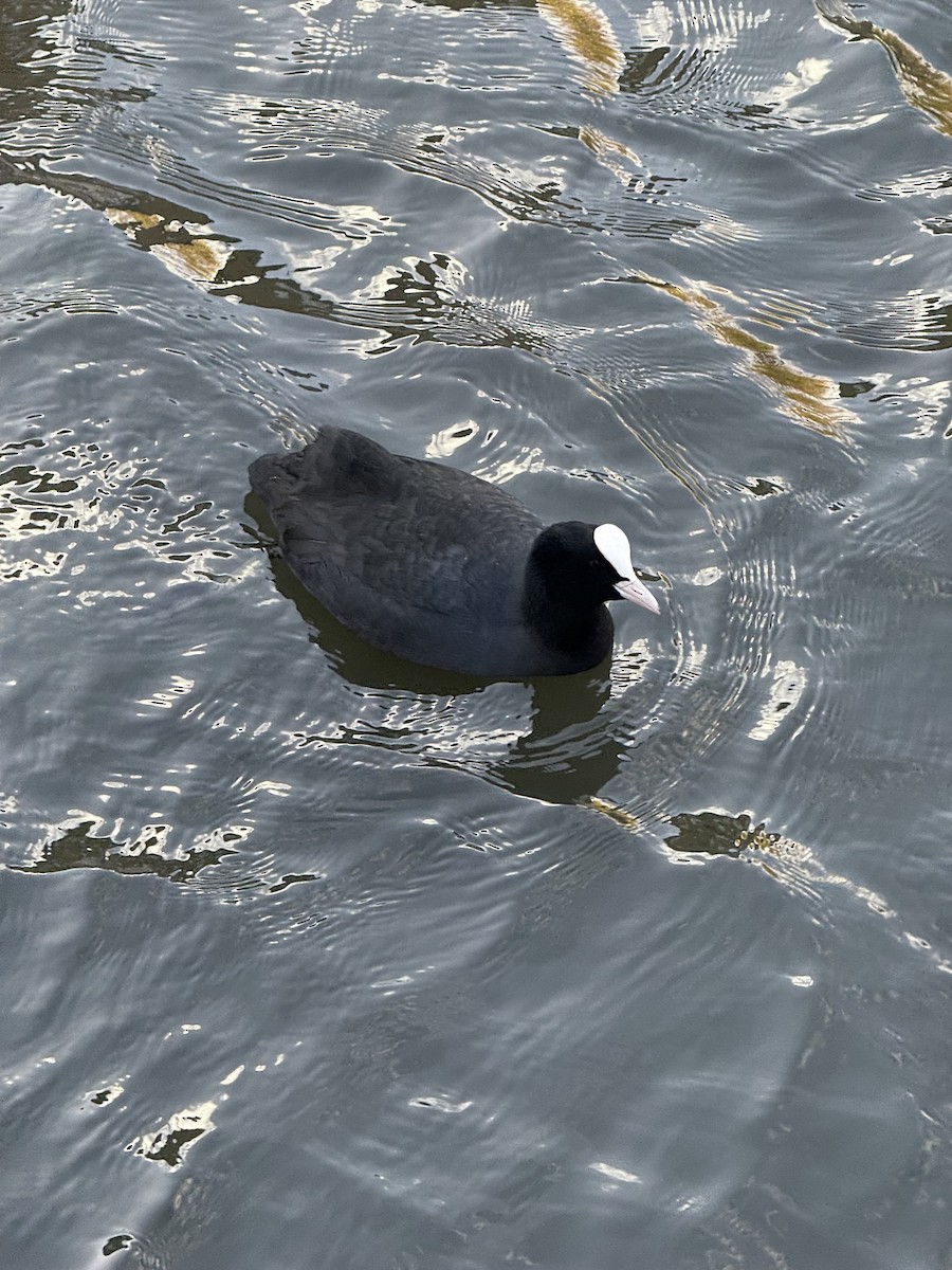 Eurasian Coot - ML647044233