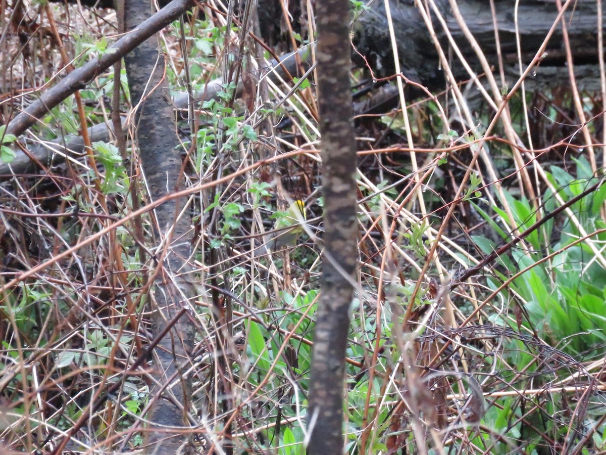 Golden-winged x Blue-winged Warbler (hybrid) - ML647044237