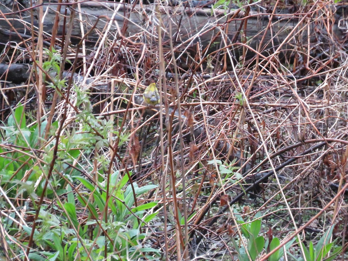 Golden-winged x Blue-winged Warbler (hybrid) - ML647044238