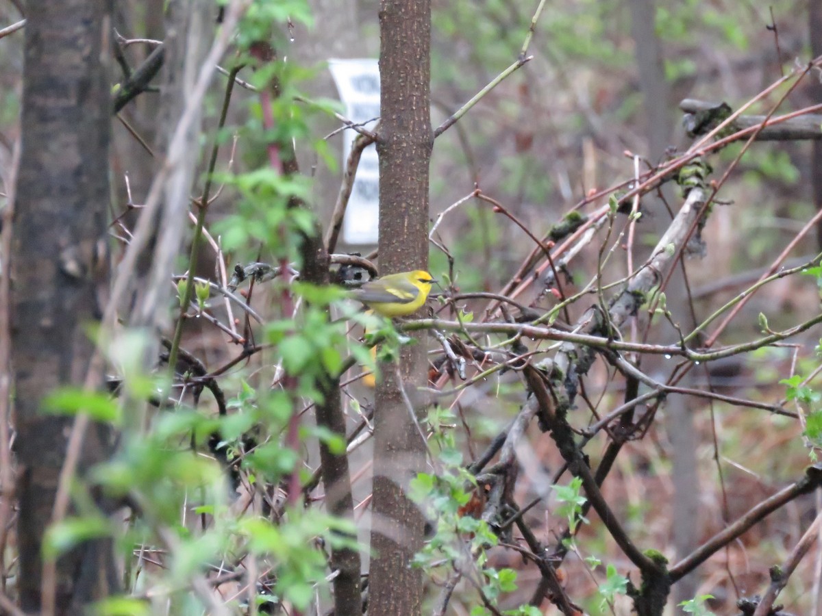 Golden-winged x Blue-winged Warbler (hybrid) - ML647044239