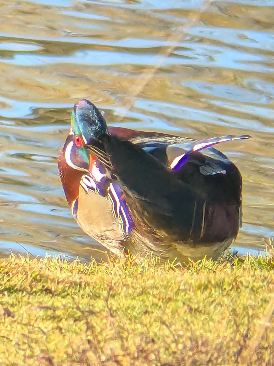 Wood Duck - ML647044240