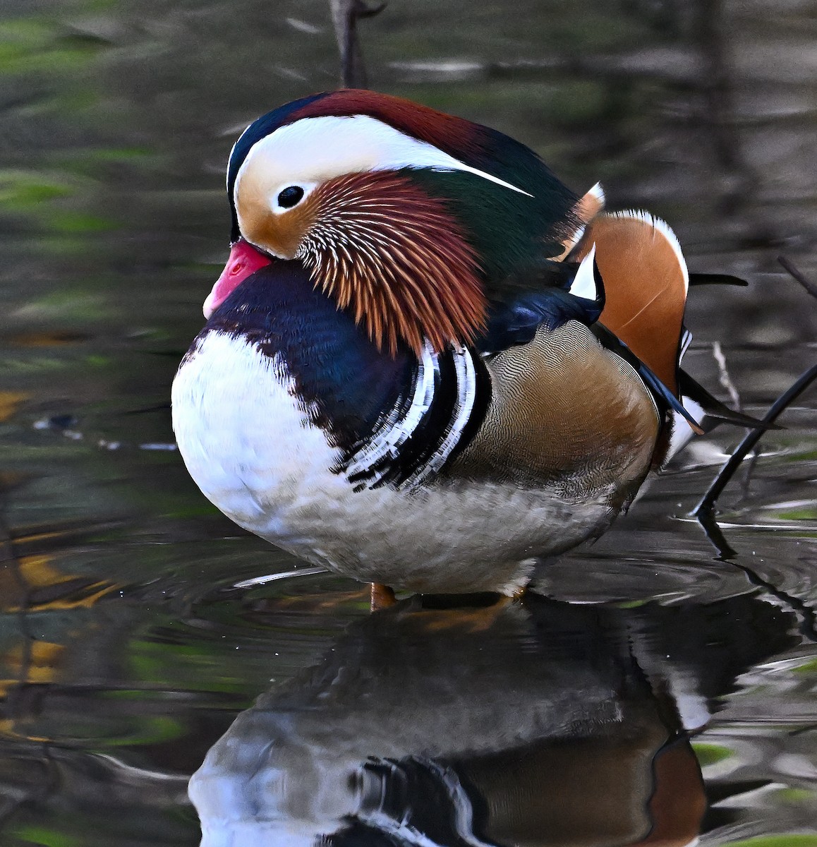 Мандаринка - ML647044241