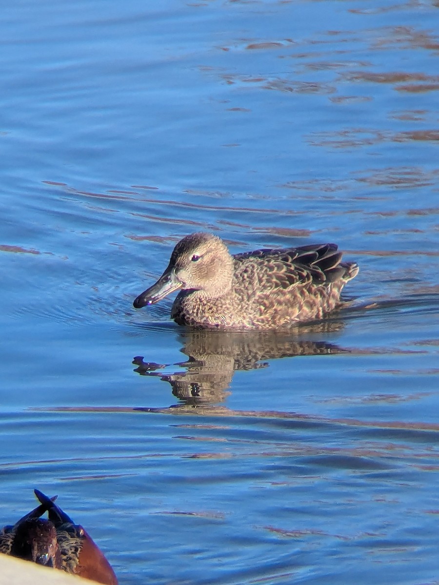 Cinnamon Teal - ML647044242