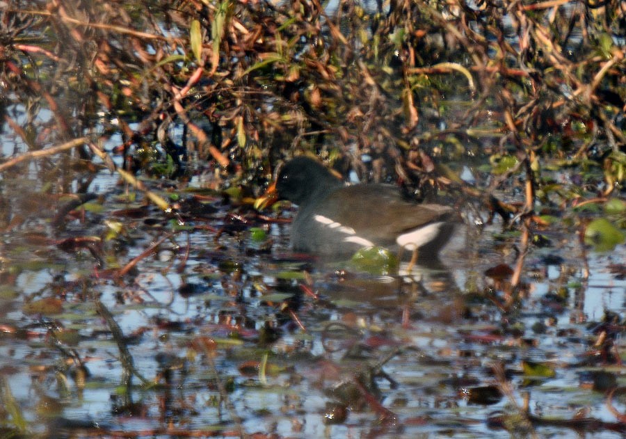 Американская камышница - ML647044243