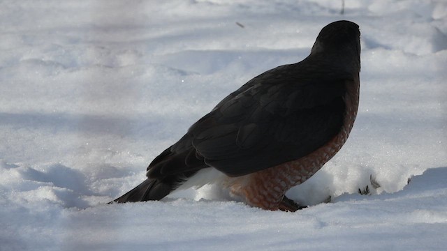 Cooper's Hawk - ML647044246
