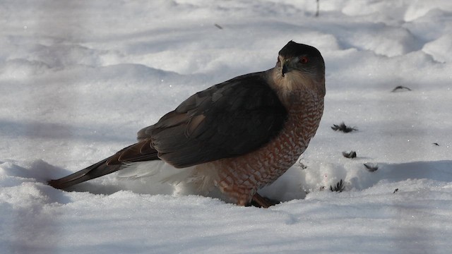 Cooper's Hawk - ML647044247