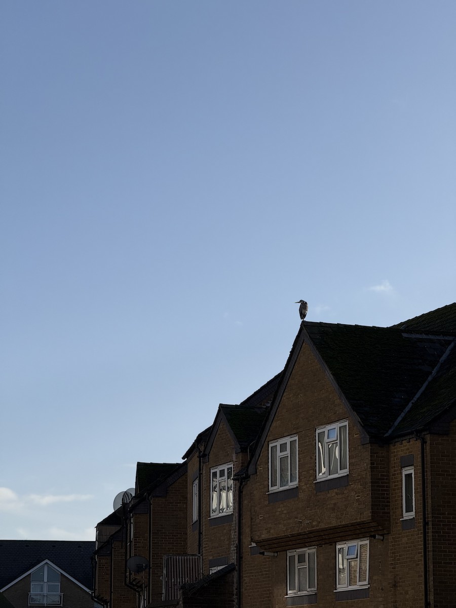 Gray Heron - ML647044249