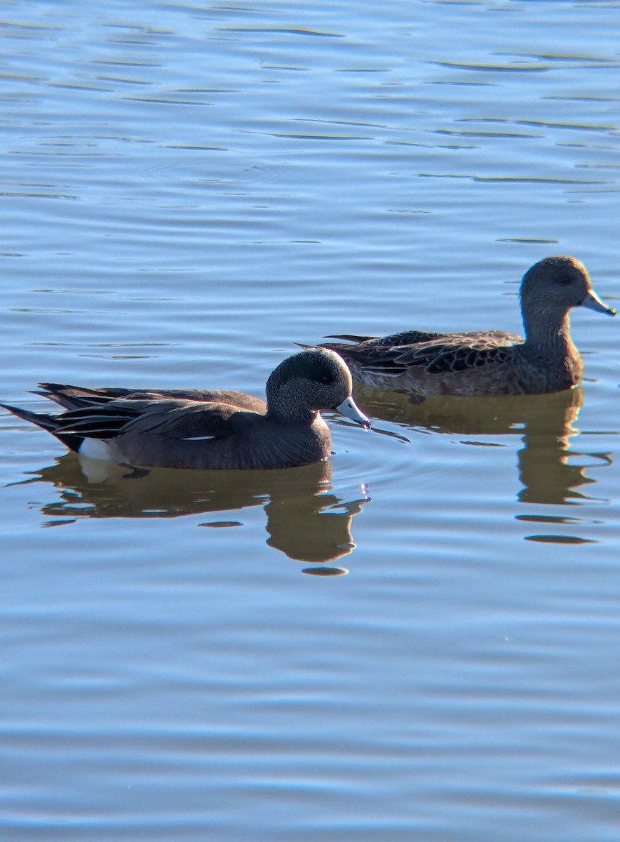 American Wigeon - ML647044250