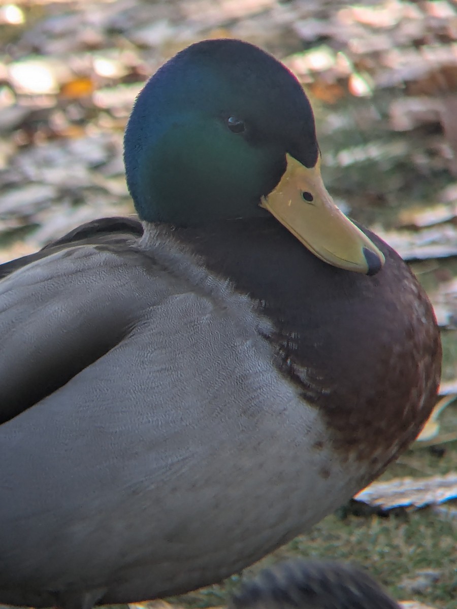 Mallard - ML647044252