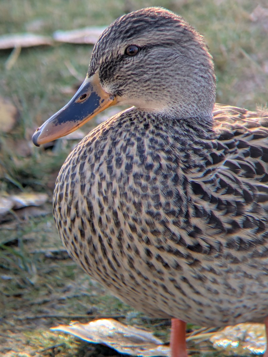 Mallard - ML647044253