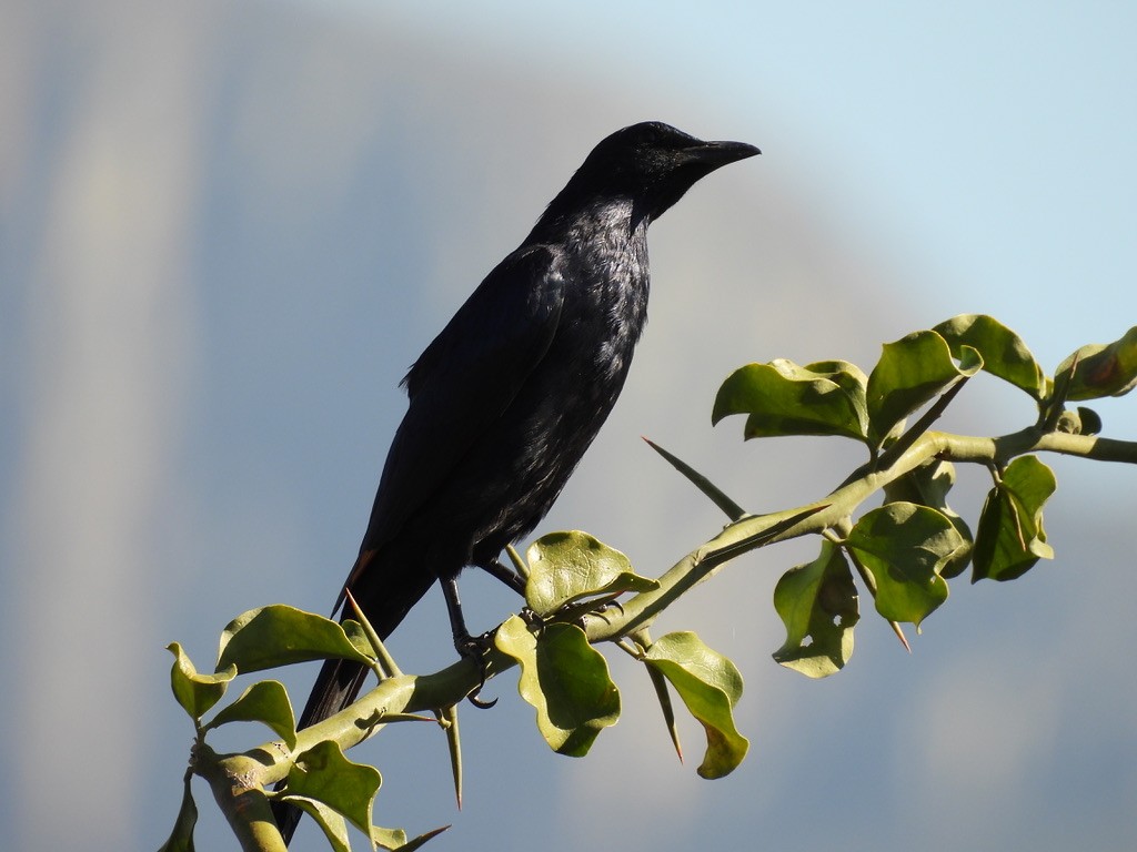 Red-winged Starling - ML647044254
