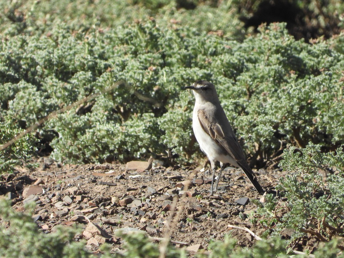 svartpannemarktyrann - ML647044255