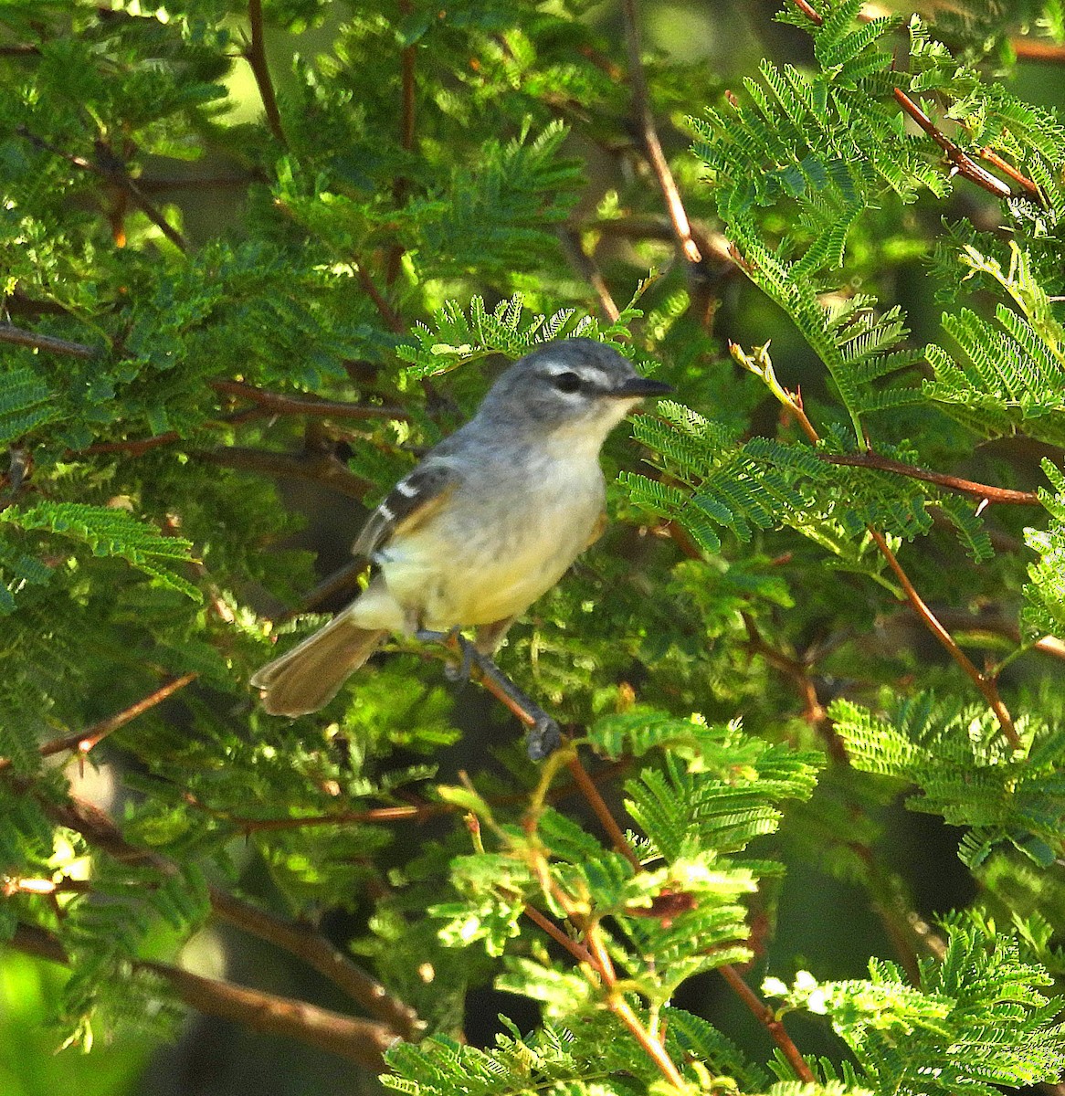 White-crested Tyrannulet - ML647044257