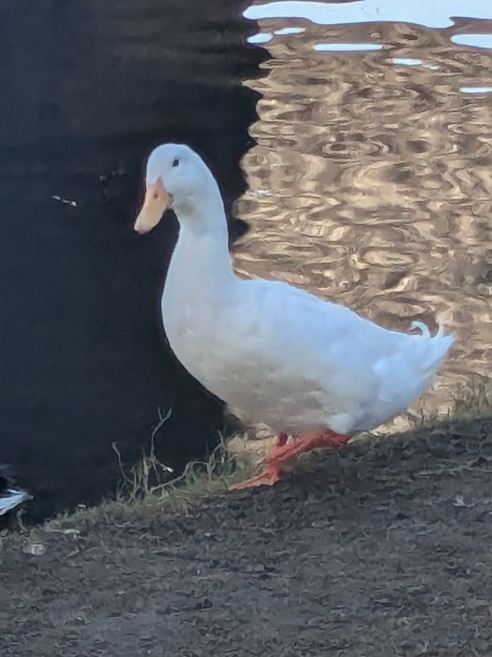 Mallard (Domestic type) - ML647044258