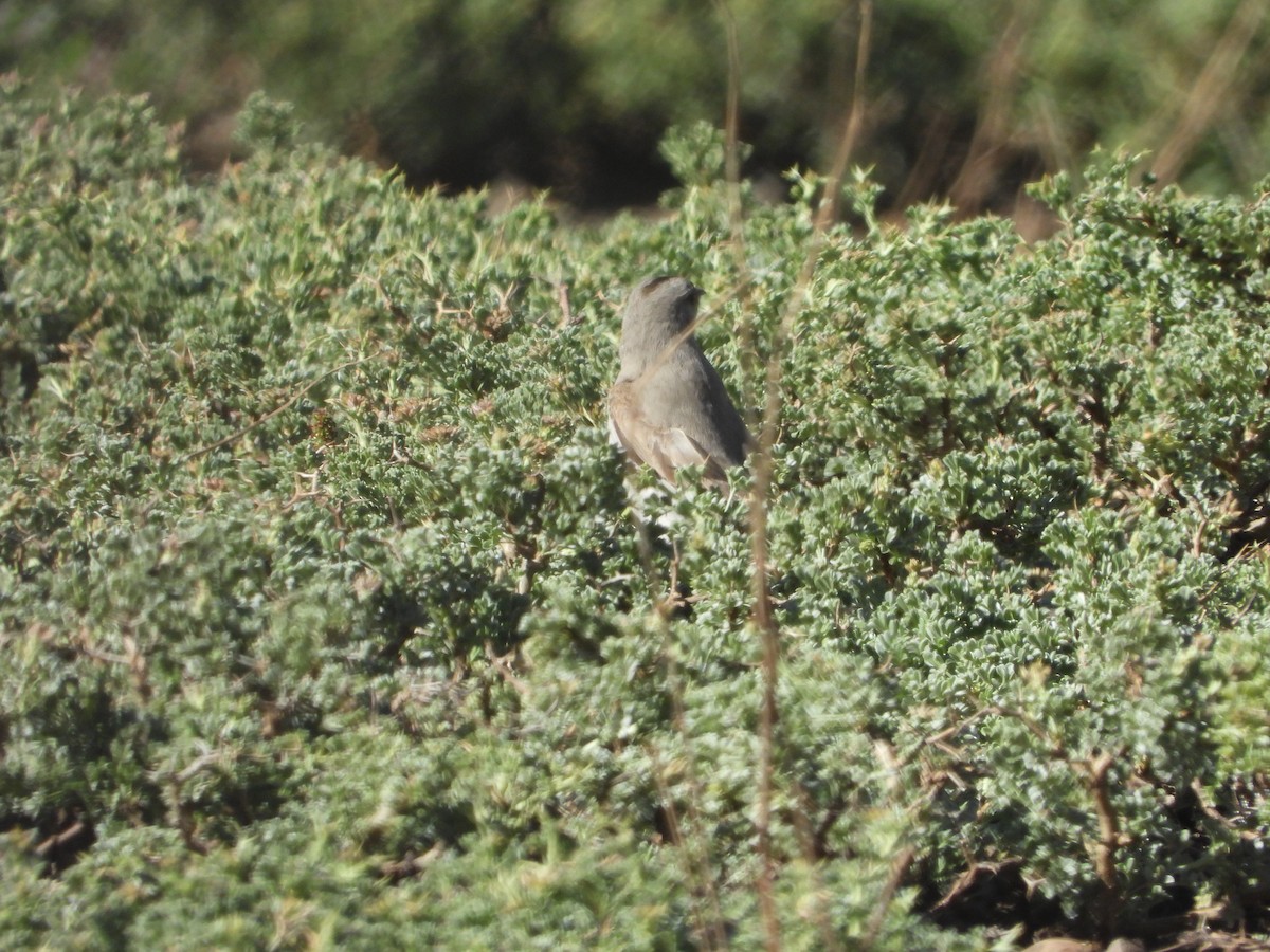 svartpannemarktyrann - ML647044260