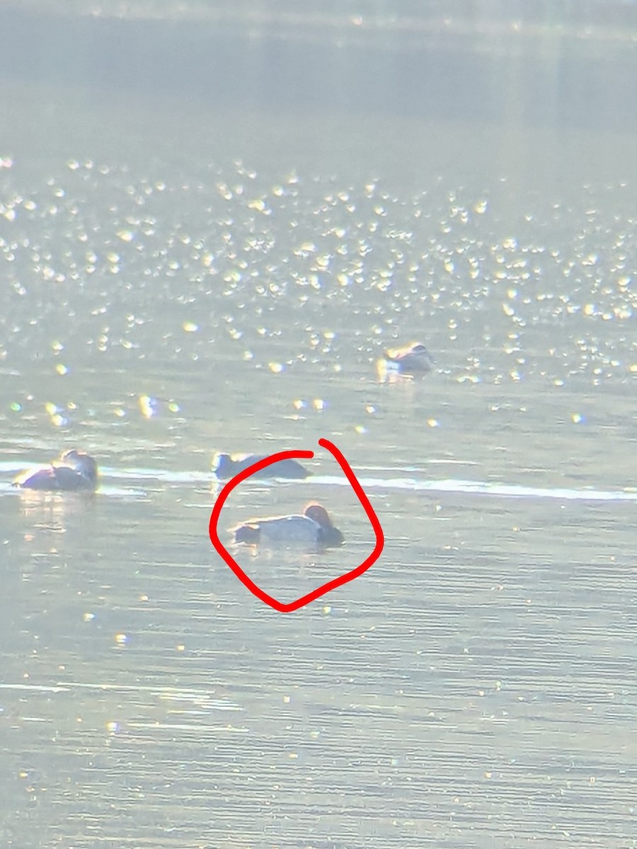 Redhead - ML647044261