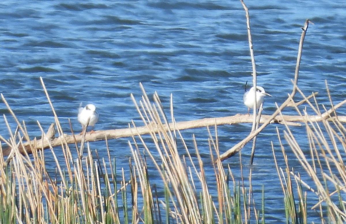 Forster's Tern - ML647044262