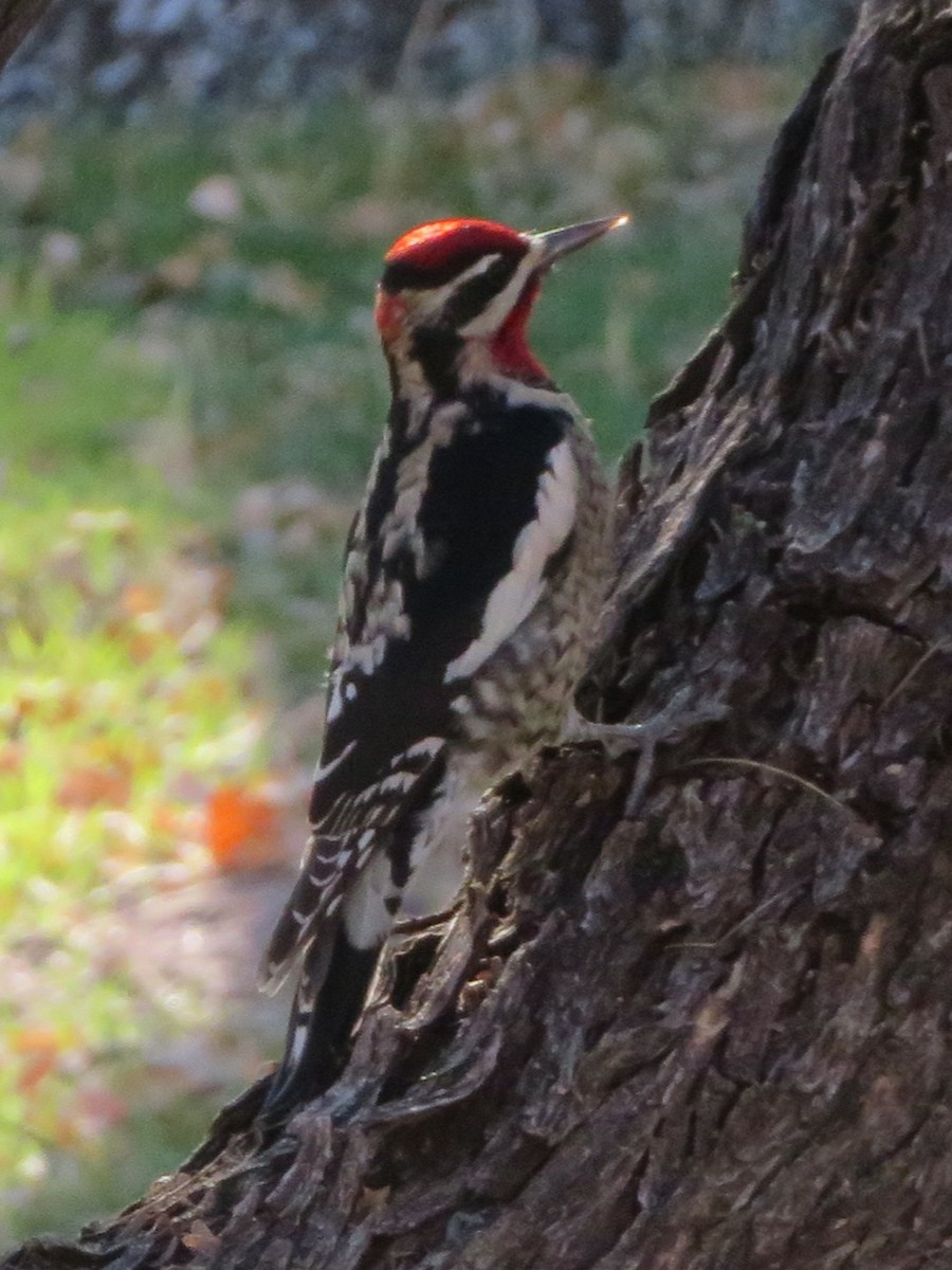Red-naped Sapsucker - ML647044263