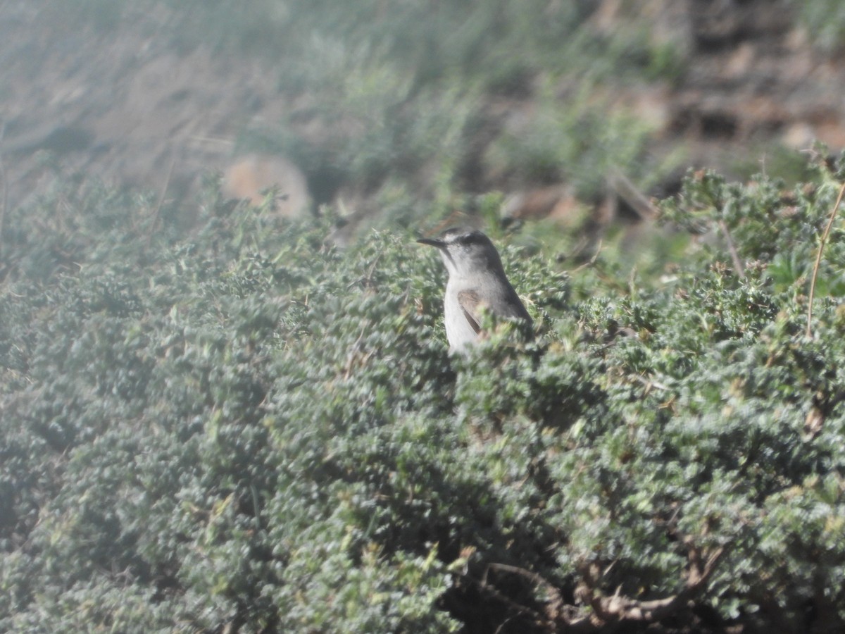 svartpannemarktyrann - ML647044265