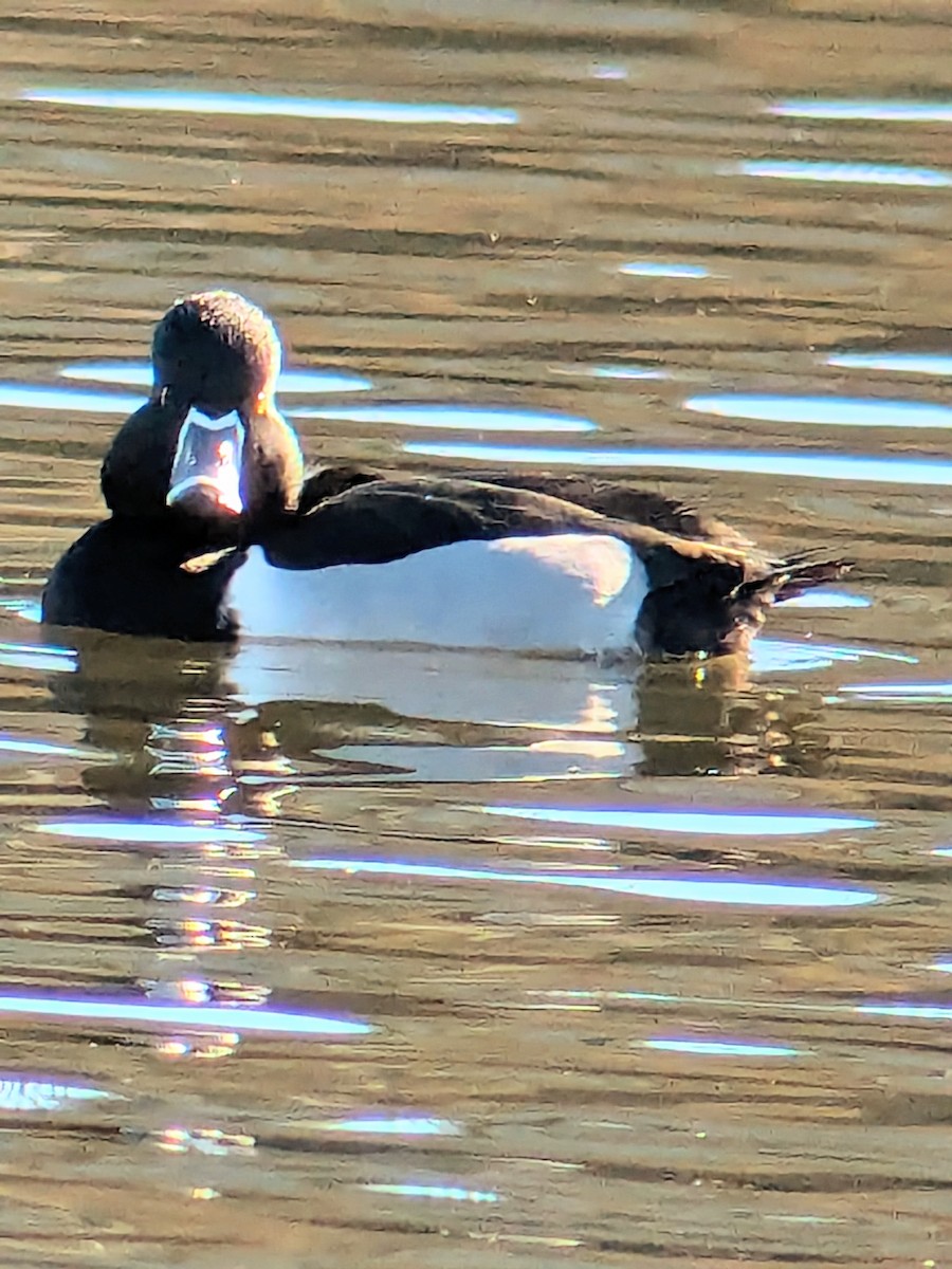 Ring-necked Duck - ML647044267