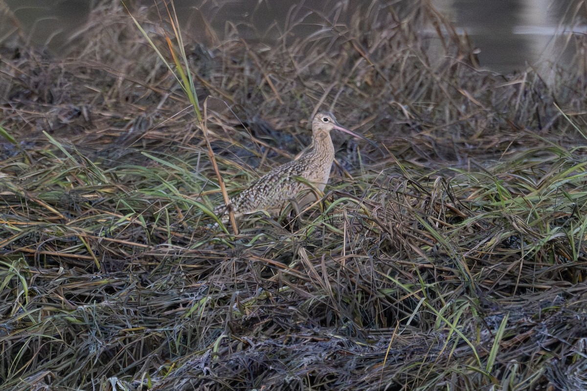 Кульон американський - ML647044268