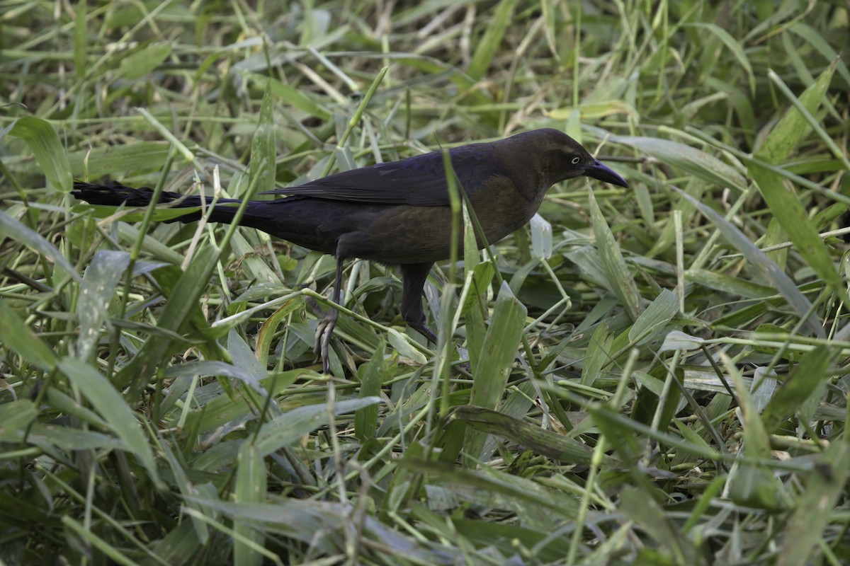 vlhovec velkoocasý - ML647044271