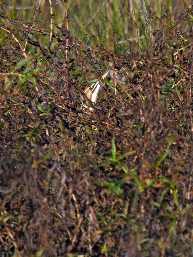 Amerika Balabanı - ML647044272