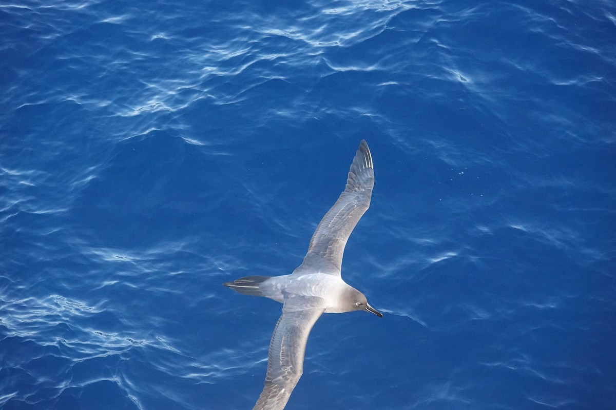 Light-mantled Albatross - ML647044273