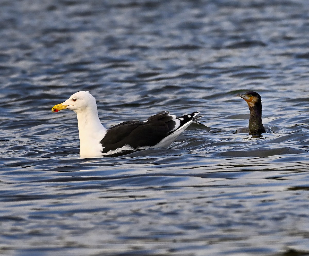 Great Black-backed Gull - ML647044274