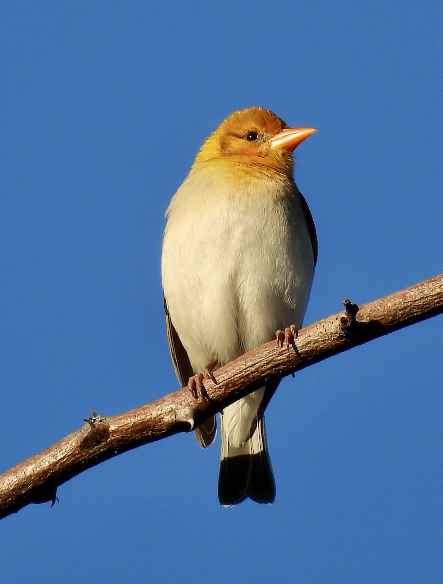 アカガシラモリハタオリ - ML647044277