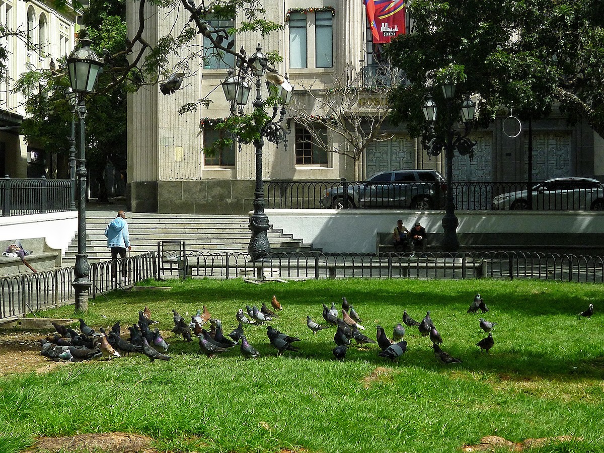 Rock Pigeon (Feral Pigeon) - ML647044279