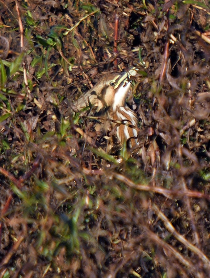 Amerika Balabanı - ML647044280