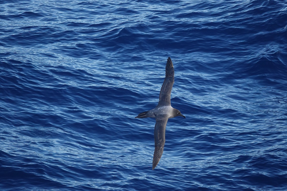 Light-mantled Albatross - ML647044281