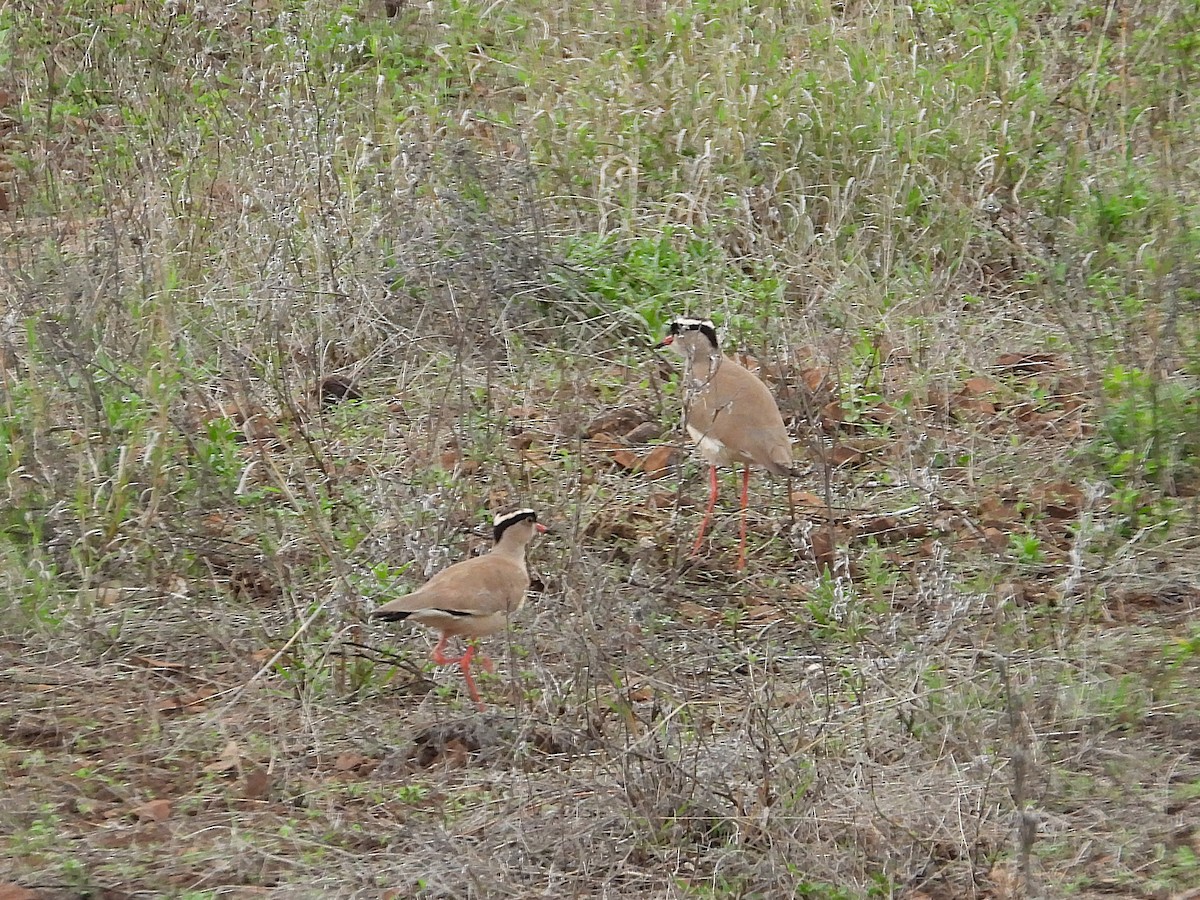 Crowned Lapwing - ML647044282