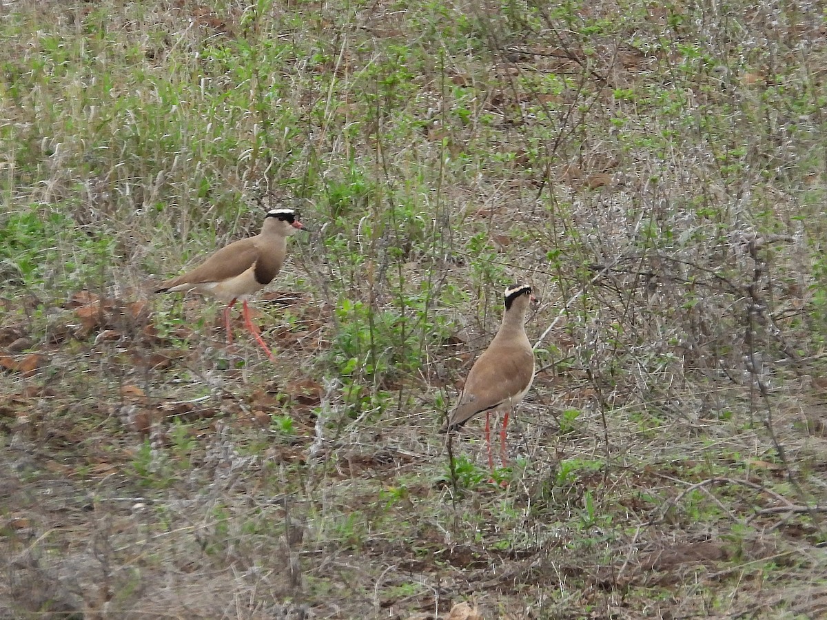 Crowned Lapwing - ML647044283