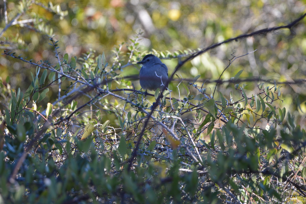 Gray Catbird - ML647044291