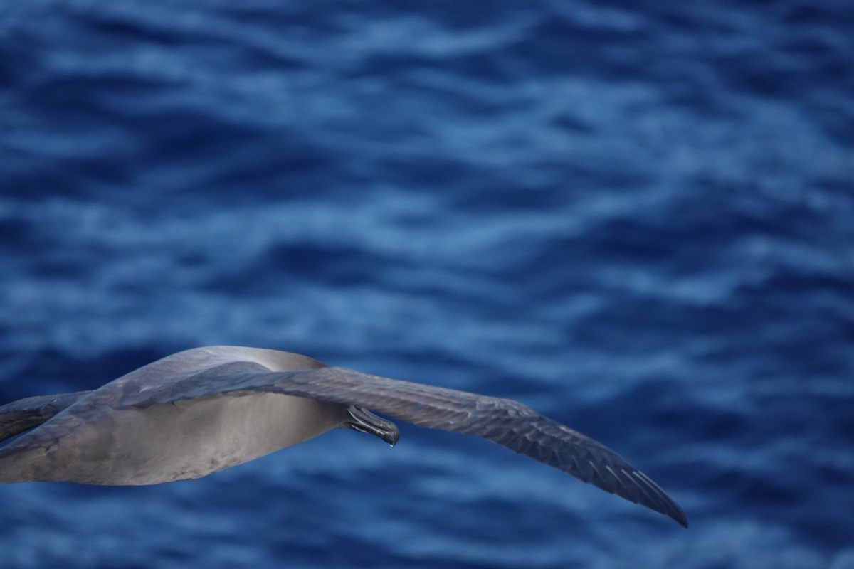 Light-mantled Albatross - ML647044296